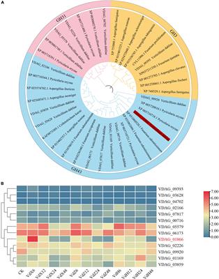 Deleting an xylosidase-encoding gene VdxyL3 increases growth and pathogenicity of Verticillium dahlia